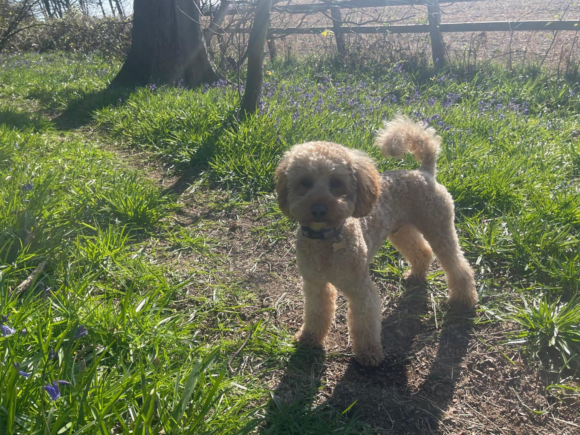 Bluebell Cottage เซลบี ภายนอก รูปภาพ